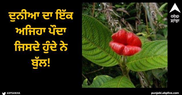 The only plant in the world that has lips As soon as you see it you will be in the mood to kiss Viral News: ਦੁਨੀਆ ਦਾ ਇੱਕ ਅਜਿਹਾ ਪੌਦਾ ਜਿਸਦੇ ਹੁੰਦੇ ਨੇ ਬੁੱਲ!