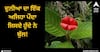Viral News: ਦੁਨੀਆ ਦਾ ਇੱਕ ਅਜਿਹਾ ਪੌਦਾ ਜਿਸਦੇ ਹੁੰਦੇ ਨੇ ਬੁੱਲ!