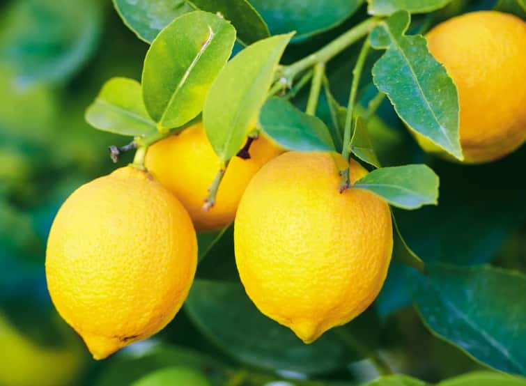 Success Story agriculture news Successful lemon farming left job in UP भरघोस पगाराची नोकरी सोडून केली लिंबाची शेती, आज वर्षाला कमवतोय 'एवढे' उत्पन्न, 'लेमन मॅन'ची यशोगाथा 