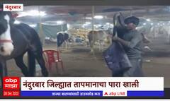 Nandurbar : थंडीमुळे नंदुरबार गारठलं, सारंगखेडा घोडे बाजारात अश्वांची काळजी ABP Majha