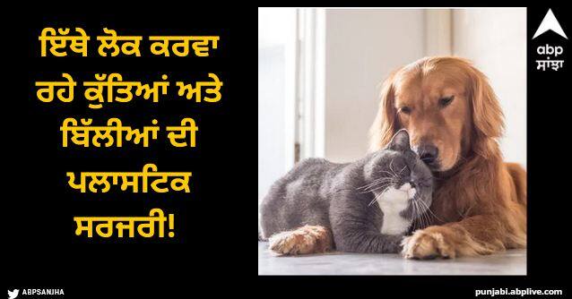 Here people are getting plastic surgery done on dogs and cats Viral News: ਇੱਥੇ ਲੋਕ ਕਰਵਾ ਰਹੇ ਕੁੱਤਿਆਂ ਅਤੇ ਬਿੱਲੀਆਂ ਦੀ ਪਲਾਸਟਿਕ ਸਰਜਰੀ! ਇਹੈ ਕਾਰਨ