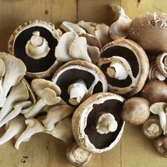 Mushroom Benefits: ਕੋਲੈਸਟ੍ਰੋਲ ਤੋਂ ਲੈ ਕੇ ਭਾਰ ਘਟਾਉਣ ਤੱਕ, ਸਰਦੀਆਂ 'ਚ ਮਸ਼ਰੂਮ ਖਾਣ ਦੇ ਹੈਰਾਨੀਜਨਕ ਫ਼ਾਇਦੇ