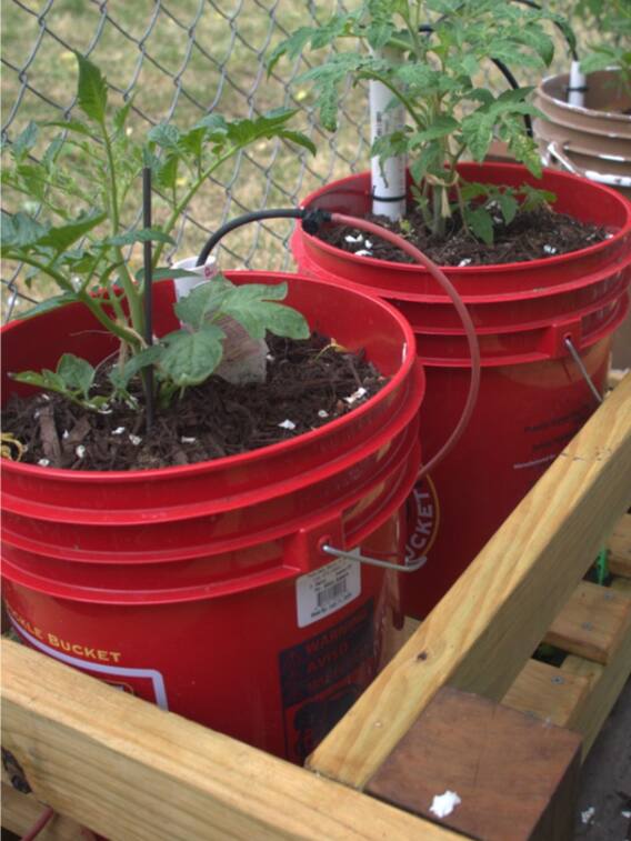 पुरानी बाल्टी में भी उगाई जा सकती हैं ये सब्जियां