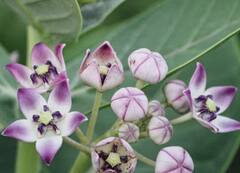 Back Pain: ਸਰਦੀਆਂ ਵਿੱਚ ਜੋੜਾਂ ਅਤੇ ਗੋਡਿਆਂ ਦੇ ਦਰਦ ਤੋਂ ਰਾਹਤ ਪਾਉਣ ਲਈ ਲਾਓ ਇਹ ਤੇਲ