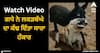 Viral Video: ਗਧੇ ਨੇ ਲਕੜਬੱਘੇ ਦਾ ਕੱਢ ਦਿੱਤਾ ਸਾਰਾ ਹੰਕਾਰ, ਡਰ ਦੇ ਭੱਜਦਾ ਨਜ਼ਰ ਆਇਆ ਸ਼ਿਕਾਰੀ