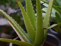 Health Benefits : या 'सात' औषधी वनस्पतींची लागवड घरीच करा, मिळतील असंख्य फायदे!