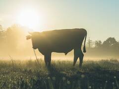 ज्यादा कोहरा किसानों के लिए अच्छा या खराब? आपके खेत में भी है तो ये काम करें