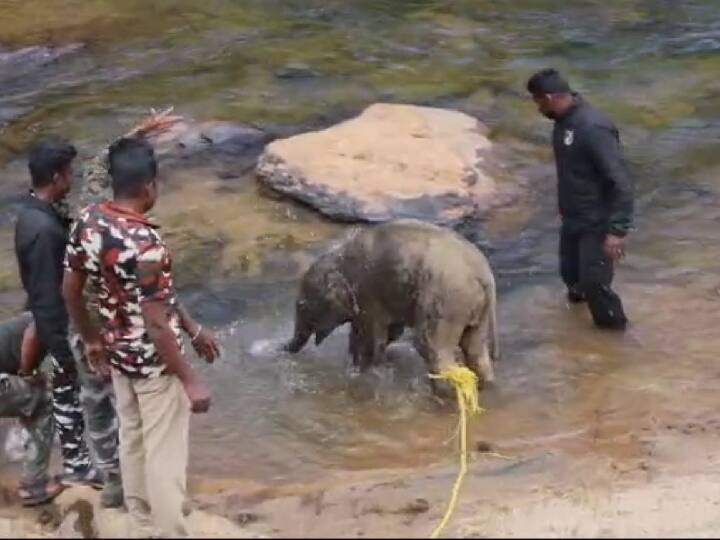 மனித வாடை வராமல் இருக்க யானையை குளிப்பாட்டும் வனத்துறை