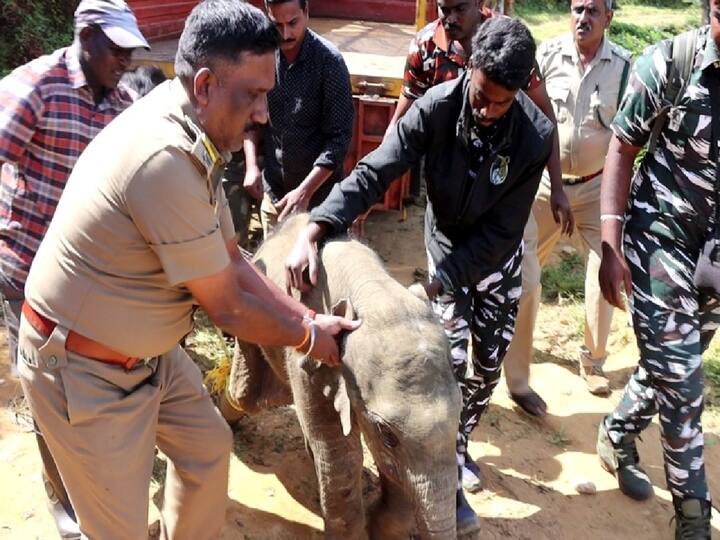 கோவை மாவட்டம் வால்பாறை பகுதியில் கூட்டத்தை பிரிந்த குட்டி யானையை 5 மணி நேர போராட்டத்திற்கு பிறகு யானை கூட்டத்துடன் வனத்துறையினர் சேர்த்தனர்.