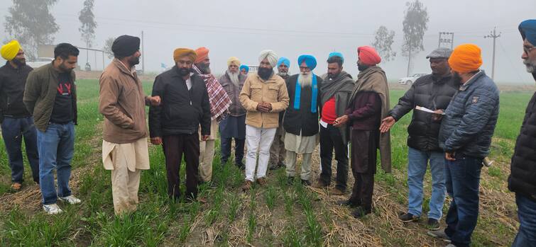 damage caused by pink blight of wheat was assessed Bollworm Attack on Crop: ਕਣਕ ਨੂੰ ਗੁਲਾਬੀ ਸੁੰਡੀ ਲੱਗਣ ਦਾ ਕਾਰਨ ਆਇਆ ਸਾਹਮਣੇ, ਖੇਤੀਬਾੜੀ ਮਾਹਰਾਂ ਦੇ ਖੁਲਾਸੇ