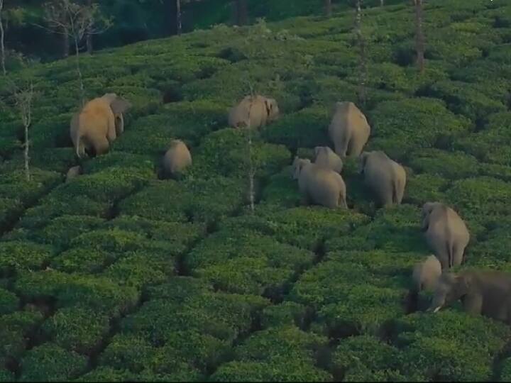 குட்டி யானையுடன் சேர்த்து தேயிலை தோட்டத்திற்குள் சென்ற காட்டு யானைகள்