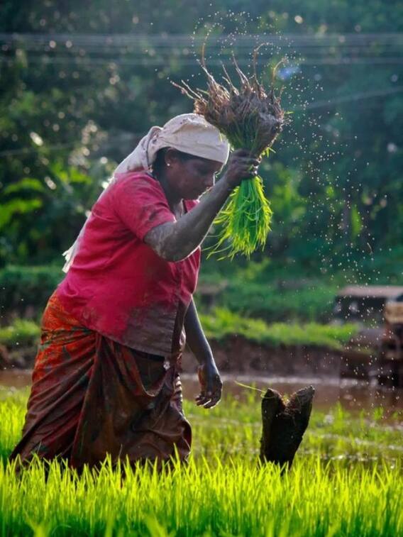 सर्दी में खेती करते वक्त इन चीजों का ख्याल रखें, होगी बंपर कमाई