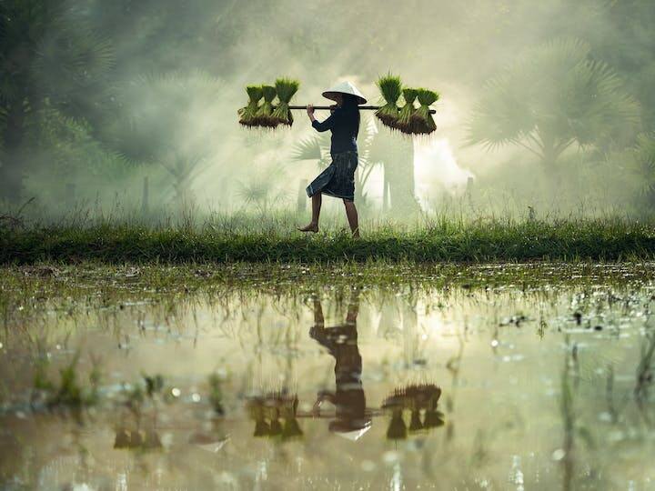 कोहरा पौधों में रोगों और कीटों के प्रसार को बढ़ावा दे सकता है. किसानों का खेतों में काम करना कोहरे की कारण मुश्किल हो सकता है.
