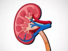 Health Tips : लघवीचा रंग बदलणं हे किडनीच्या आजाराचं प्राथमिक लक्षण; कसे ते जाणून घ्या