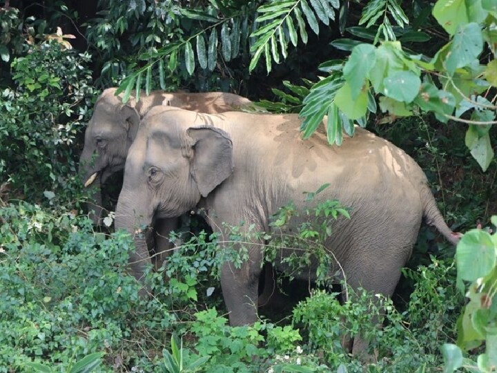 கூட்டத்தை பிரிந்து தவித்த குட்டி யானை; போராடி கூட்டத்துடன் சேர்த்த வனத்துறை - வால்பாறையில் நெகிழ்ச்சி