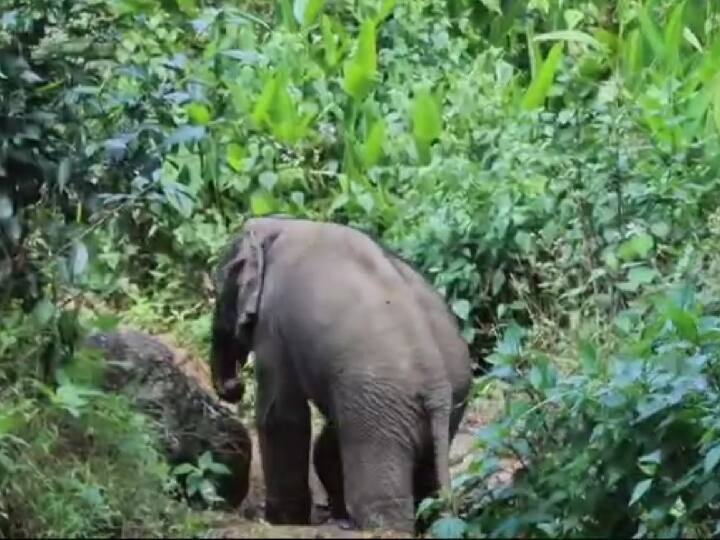 கூட்டத்தை நோக்கி செல்லும் குட்டி யானை