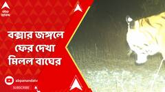 একুশের পর তেইশ, ২ বছর পর বক্সার জঙ্গলে ফের দেখা মিলল বাঘের