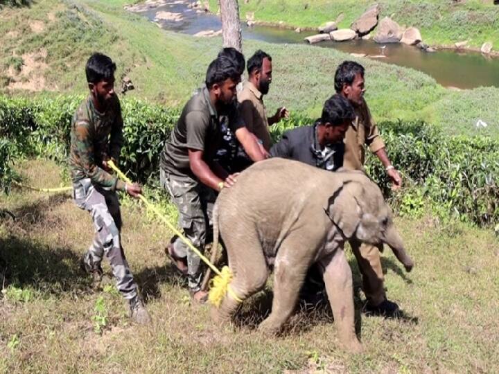 குட்டி யானையை கூட்டத்தை சேர்க்க அழைத்து செல்லும் வனத்துறையினர்