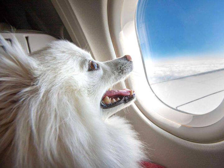 पालतू जानवरों को फ्लाइट में ले जाना बड़ा मुश्किल होता है. लेकिन इसके लिए कुछ नियम कानून बनाए गए हैं और साथ ही खास इंतजाम किए गए हैं. किस तरह कोई अपने पालतू कुत्ते को फ्लाइट में ले जा सकता है. आइए जानते हैं.