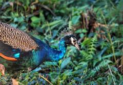 Jangal Mahal: রঙ-বেরঙের পাখনা মেলে অবাধ বিচরণ, ময়ূরময় এই গ্রাম এখন পর্যটকদের প্রধান আকর্ষণ