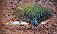 Jangal Mahal: রঙ-বেরঙের পাখনা মেলে অবাধ বিচরণ, ময়ূরময় এই গ্রাম এখন পর্যটকদের প্রধান আকর্ষণ