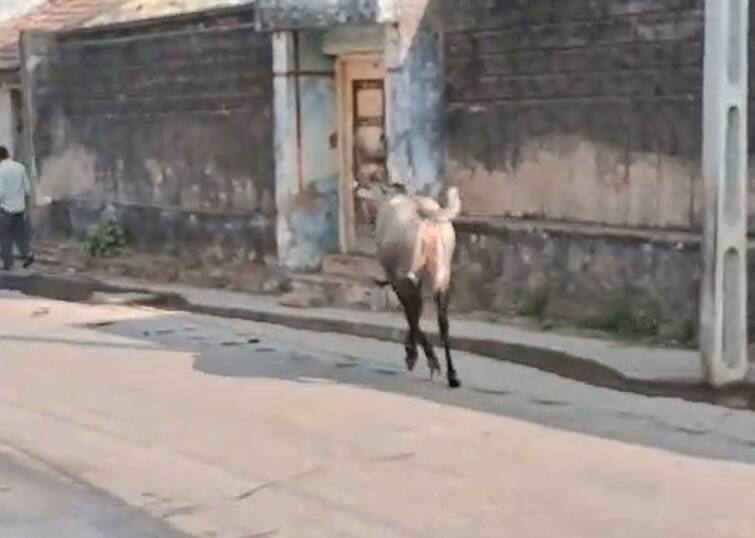 Amreli News A stray nilgai in Seam area terrorized the main market, entered a shop in Bagsara Amreli News: સીમ વિસ્તારમાં રખડતી નીલગાયનો મુખ્ય બજાર સુધી પહોંચ્યો આતંક, બગસરામાં દુકાનમાં ઘૂસી ગઈ