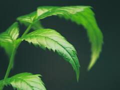 Neem Benefits:  कडुलिंब अत्यंत महत्वाची औषधी वनस्पती!