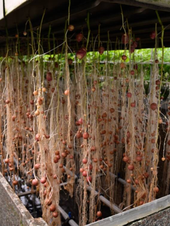 क्या होता है एयरोपॉनिक्स तकनीक, इसकी मदद से हवा में उगती हैं सब्जियां