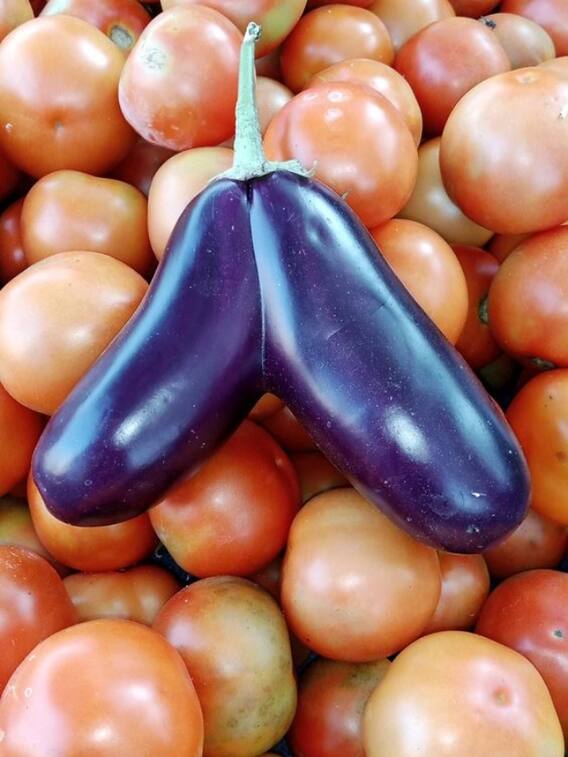 एक ही पौधे में उगेगा टमाटर और बैंगन, जानिए गमले में कैसे होगा ये कमाल