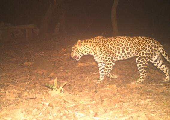 Tirumala Leopard Captured : తిరుమల నడకమార్గంలో కనిపించిన చిరుత కదలికలు | ABP Desam