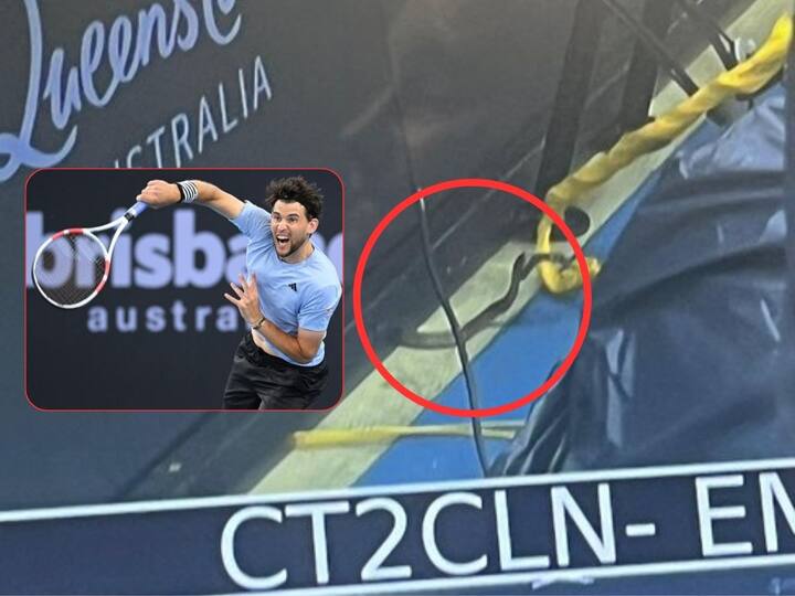 A highly venomous snake interrupted play during Dominic Thiem victory against James McCabe at the Brisbane International Brisbane International : टेनिस सामन्यादरम्यान आला विषारी साप, डॉमिनिक थिएमचा झाला 'मित्र' अन् मदत करून गेला!
