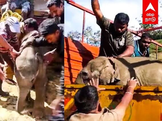 Kovai Elephant Viral Video : அழைத்த குட்டி யானை.. ஓடிவந்த தாய் காட்டு யானை! மிரண்டு போன வனத்துறை..