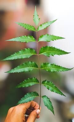 Neem Benefits:  कडुलिंब अत्यंत महत्वाची औषधी वनस्पती!