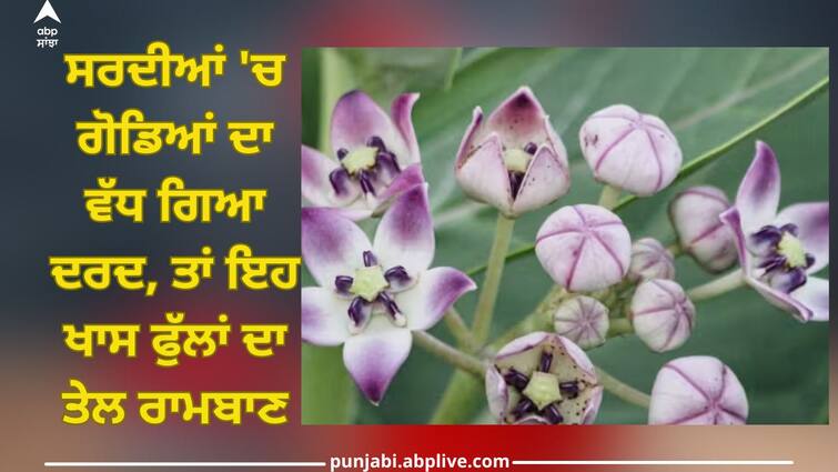 if knee pain increases in winter then apply aak oil you will get immediate relief read trending article Apply Aak Oil: ਸਰਦੀਆਂ 'ਚ ਗੋਡਿਆਂ ਦਾ ਵੱਧ ਗਿਆ ਦਰਦ, ਤਾਂ ਇਹ ਖਾਸ ਫੁੱਲਾਂ ਦਾ ਤੇਲ ਰਾਮਬਾਣ, ਤੁਰੰਤ ਮਿਲੇਗੀ ਰਾਹਤ