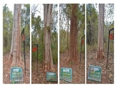 छत्तीसगढ़ के दंडकारण्य में विराजमान है भगवान श्रीराम, लक्ष्मण, भरत और शत्रुघ्न, जानें 600 साल पुरानी इन पेड़ो की कहानी