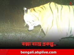 শীতের রাতে ট্র‍্যাপ ক্যামেরায় ধরা দিল 'প্রাপ্ত বয়স্ক বাঘ'!