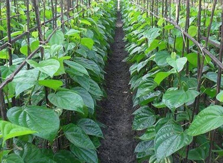 leaf farming News in UP youth made a successful experiment in leaf farming सैन्यात भरती होण्याचे स्वप्न अपूर्ण, तरुणानानं घेतला धाडसी निर्णय; आज वर्षाला कमावतोय एवढे पैसे