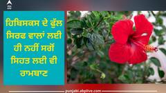 Benefits of Hibiscus flower: ਹਿਬਿਸਕਸ ਦੇ ਫੁੱਲ ਸਿਰਫ ਵਾਲਾਂ ਲਈ ਹੀ ਨਹੀਂ ਸਗੋਂ ਸਿਹਤ ਲਈ ਵੀ ਰਾਮਬਾਣ, ਜਾਣੋ ਇਸ ਦੇ ਕੁੱਝ ਹੈਰਾਨੀਜਨਕ ਲਾਭ