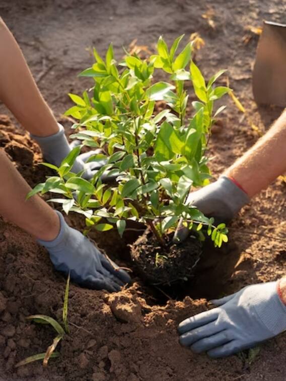 गमले में उगा सकते हैं अदरक और हल्दी, जानिए कैसे