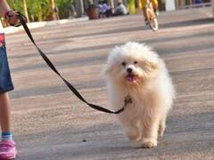 क्या पालतू कुत्ते को हवाई जहाज में ले जा सकते हैं, जानिए क्या कहते हैं नियम?