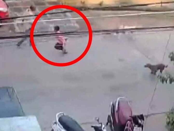 Stray Dogs: सड़क पर आवारा कुत्तों का आतंक! आंध्रप्रदेश में 6 साल के मासूम पर कुत्तों के झुंड ने किया जानलेवा हमला