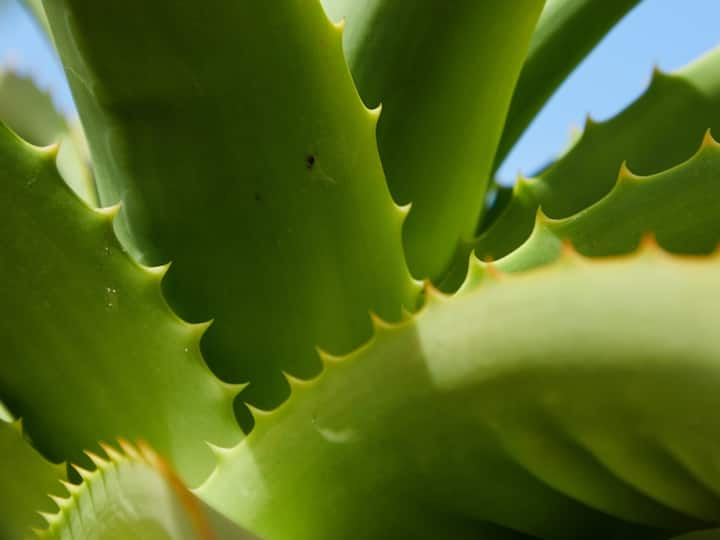 Aloe vera Juice for Health :नाहीत. कोरफडीमध्ये काही गुणधर्म आहेत जे तुमच्या आरोग्यासाठी देखील फायदेशीर आहेत. एक ग्लास कोरफडीचा रस अनेक मोठ्या आजारांपासून तुमचा बचाव करू शकतो.