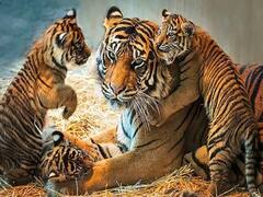 दुनिया में कितने प्रकार के टाइगर होते हैं?