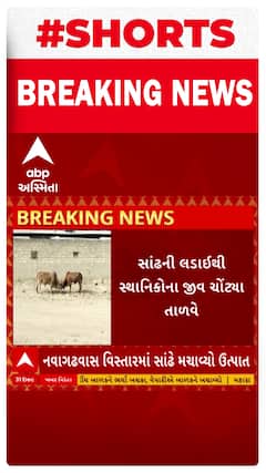 Rajkot News | જેતપુરમાં સાંઢનો આતંક, સાંઢ બાખડતા લોકોમાં ભયનો માહોલ