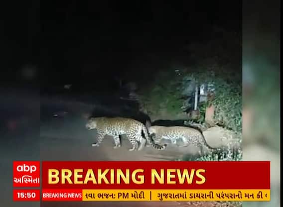 Valsad Leopard | વલસાડના ધરમપુરમાં એક સાથે 2 દીપડા દેખાતા લોકોમાં ભયનો માહોલ