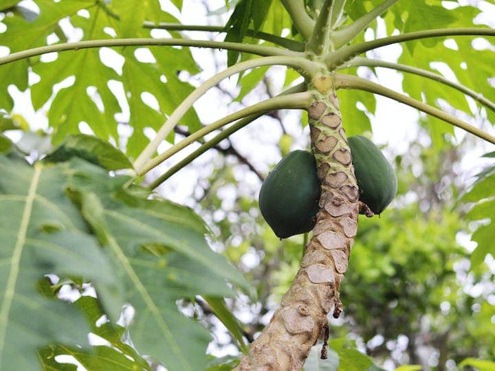 Bihar Government gives bumper subsidy on papaya farming पपीते की खेती पर इस राज्य की सरकार दे रही बंपर सब्सिडी, जान लें डिटेल्स