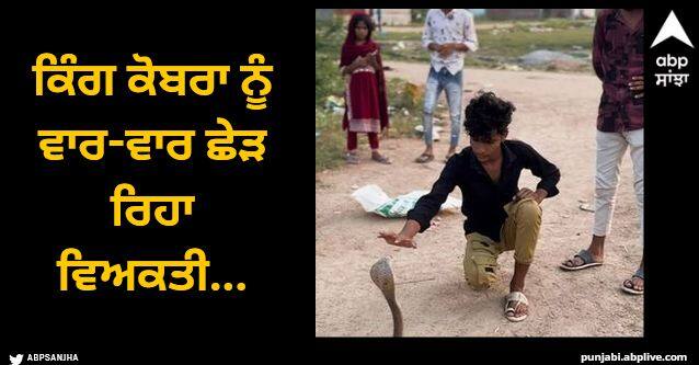 boy was teasing king cobra touching snake with bare hands hissing again and again what happened next watch Viral Video: ਕਿੰਗ ਕੋਬਰਾ ਨੂੰ ਵਾਰ-ਵਾਰ ਛੇੜ ਰਿਹਾ ਵਿਅਕਤੀ, ਗੁੱਸੇ 'ਚ ਆਏ ਸੱਪ ਨੇ ਅੱਗੇ ਜੋ ਕੀਤਾ...