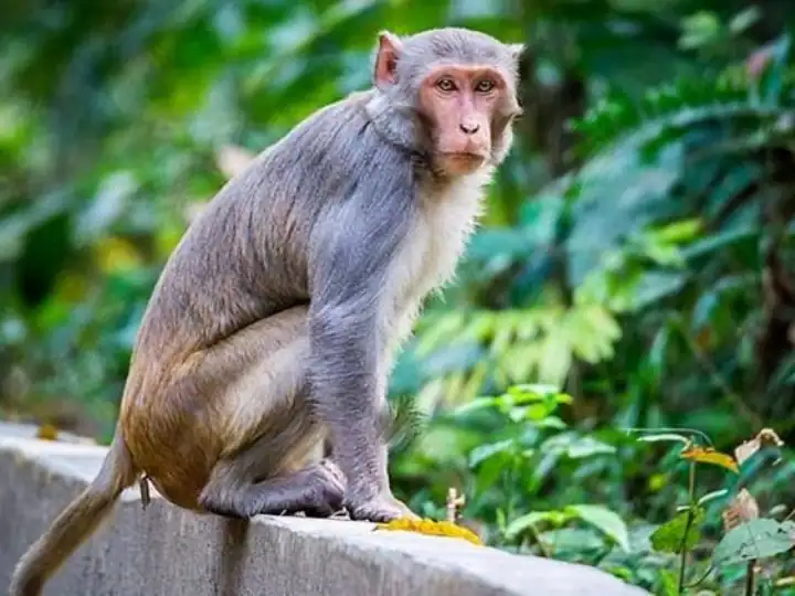 WATCH youth slapping monkey in Indore Video viral MP forest department into action ANN WATCH: इंदौर में बंदर को थप्पड़ मारते युवक का वीडियो वायरल, हरकत में आया वन विभाग