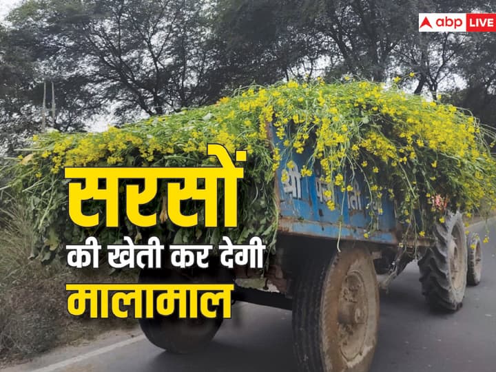 Mustard Farming: सरसों की खेती कैसे करें, किस तरह मिलेगा फायदा