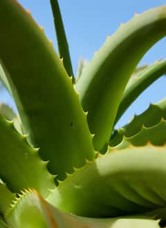 Aloe vera Juice for Health : एक ग्लास कोरफडीचा रस प्या आणि मिळवा ढीगभर फायदे!
